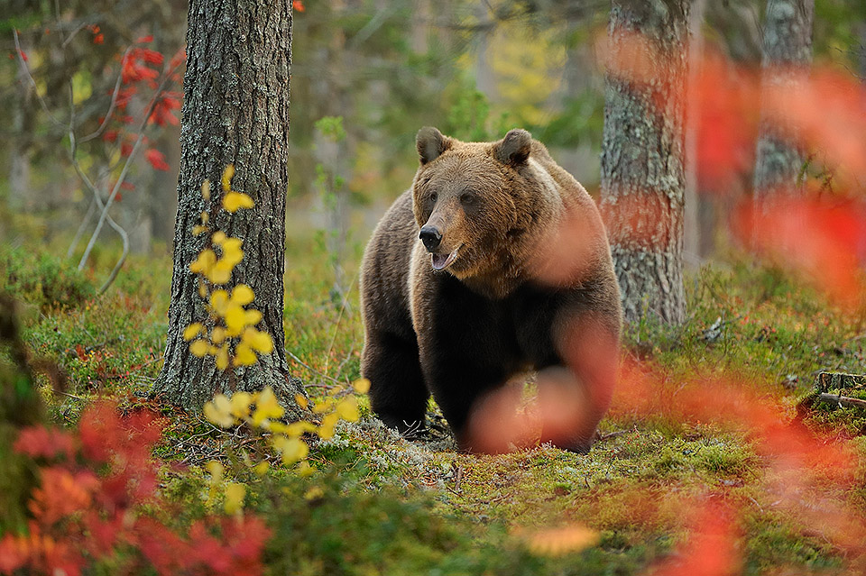 Brown Bear in autumn colors